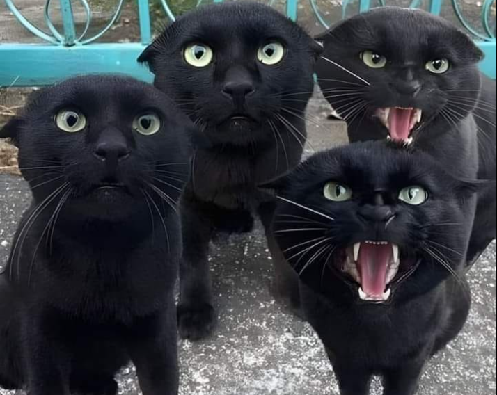 Фото: facebook Black Cat Lovers